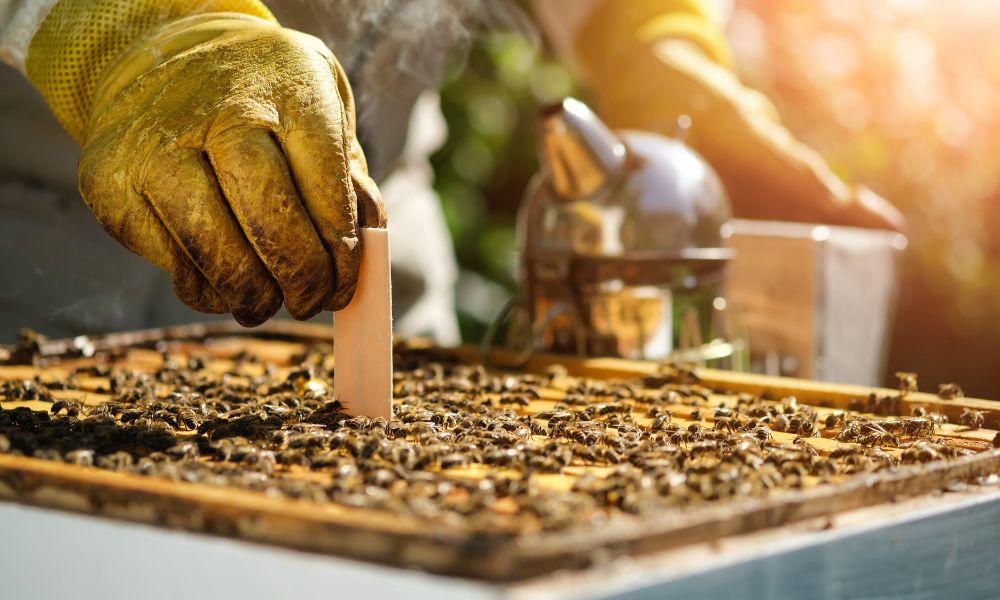 4 Tips for Managing Varroa Mites in Honey Bee Colonies