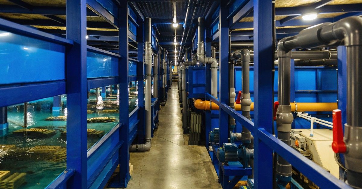 Rows of commercial aquarium tanks supported by blue steel beams, surrounded by the equipment that powers them.